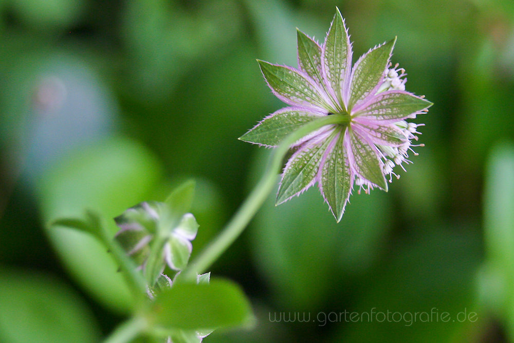 Blütenunterseite von Astrantia maxima (große Sterndolde)