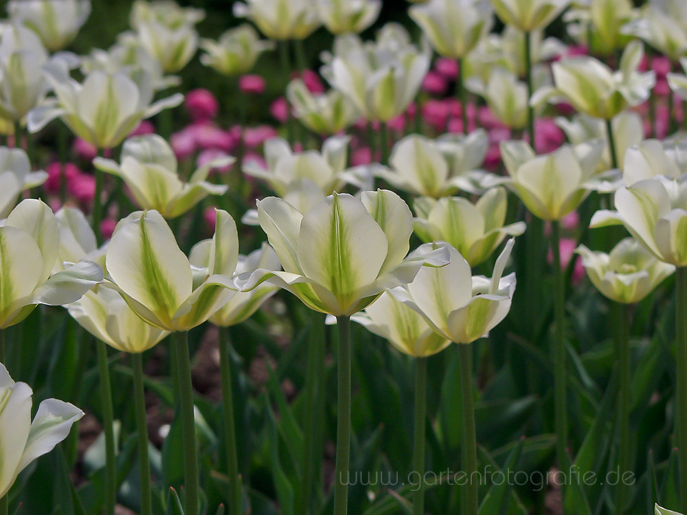 Foto: Weiße Tulpen (Tulipa)