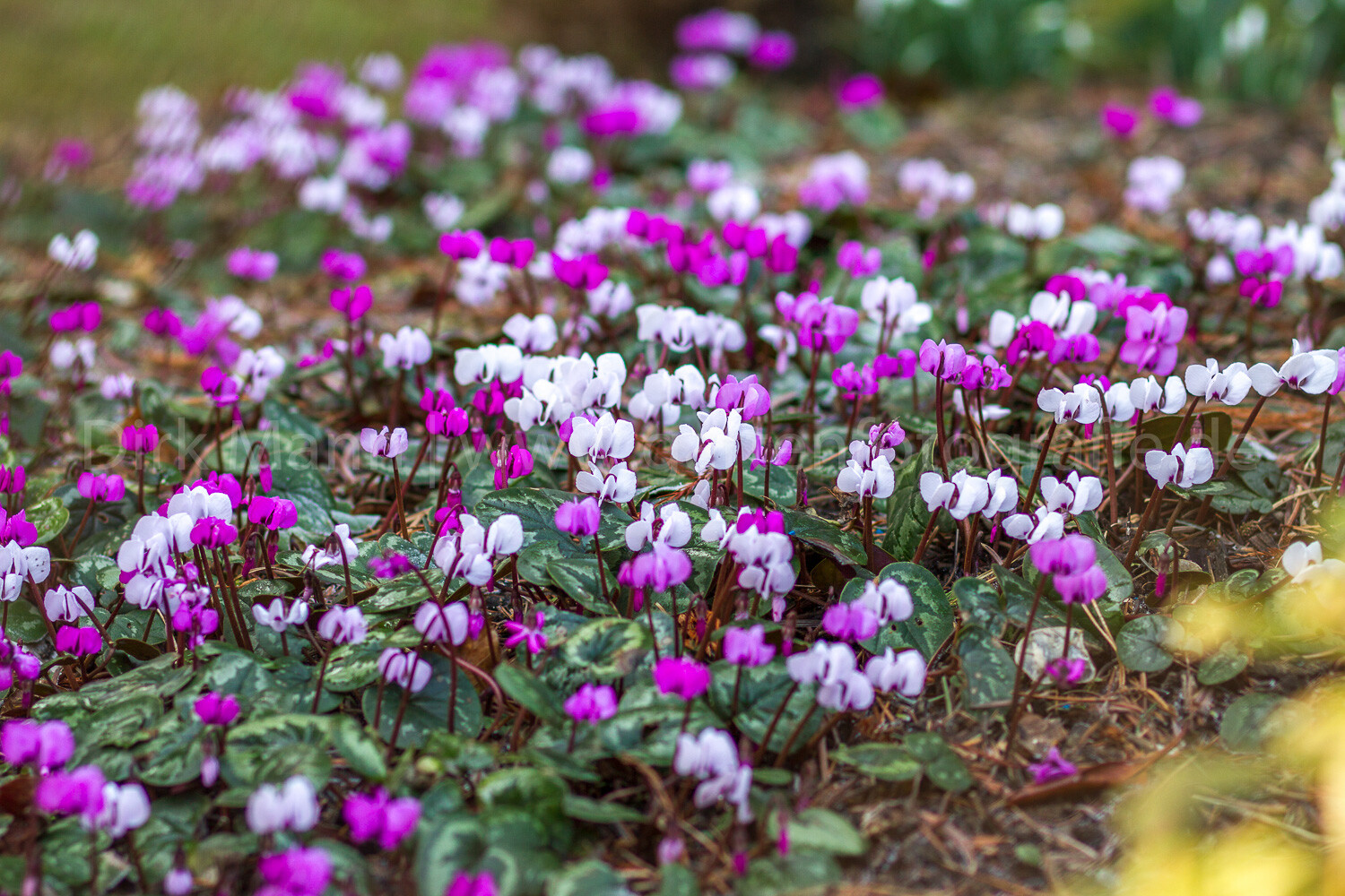 Foto: Vorfrühlings-Alpenveilchen (Cyclamen coum)