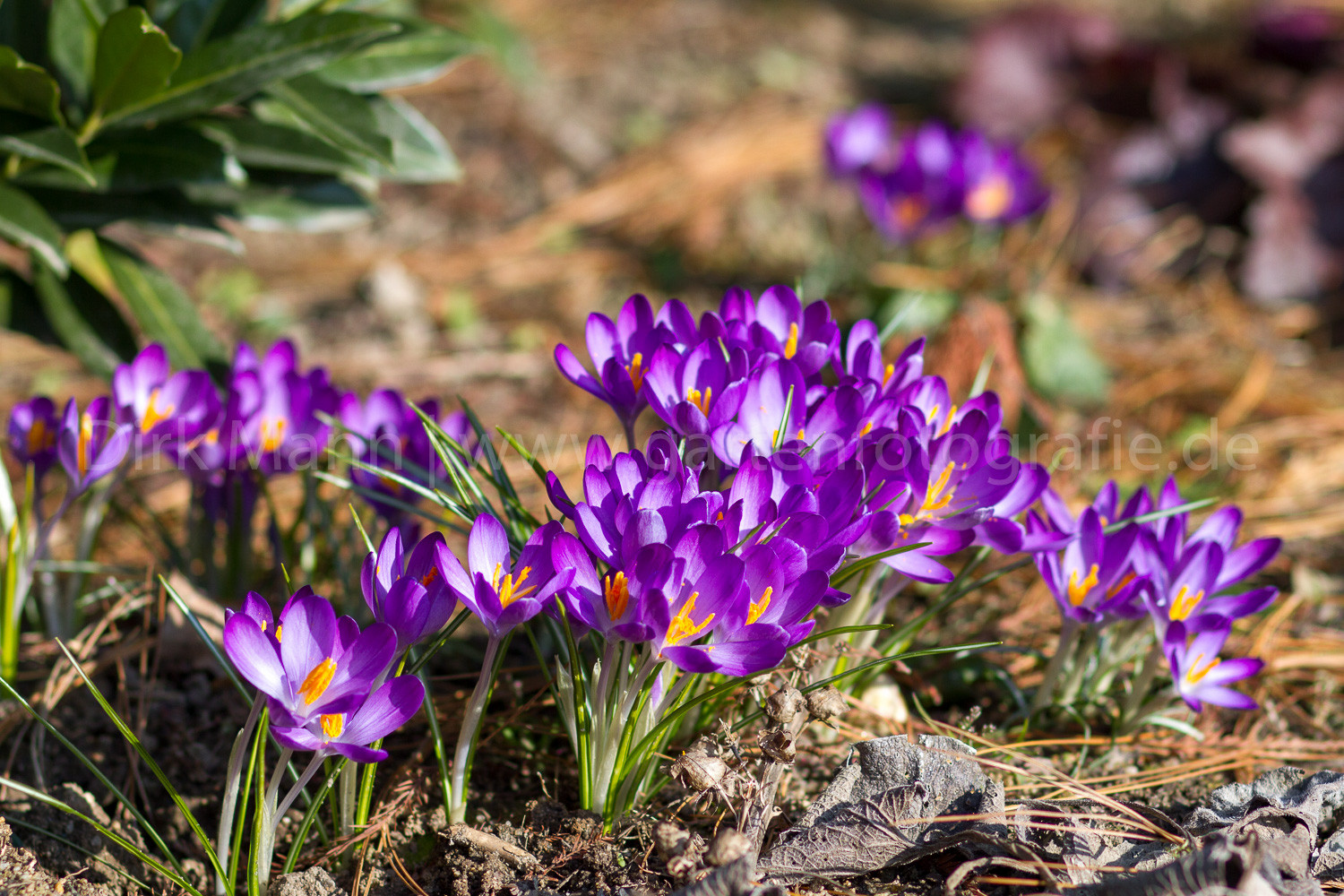 Crocus in der Frühlingssonne