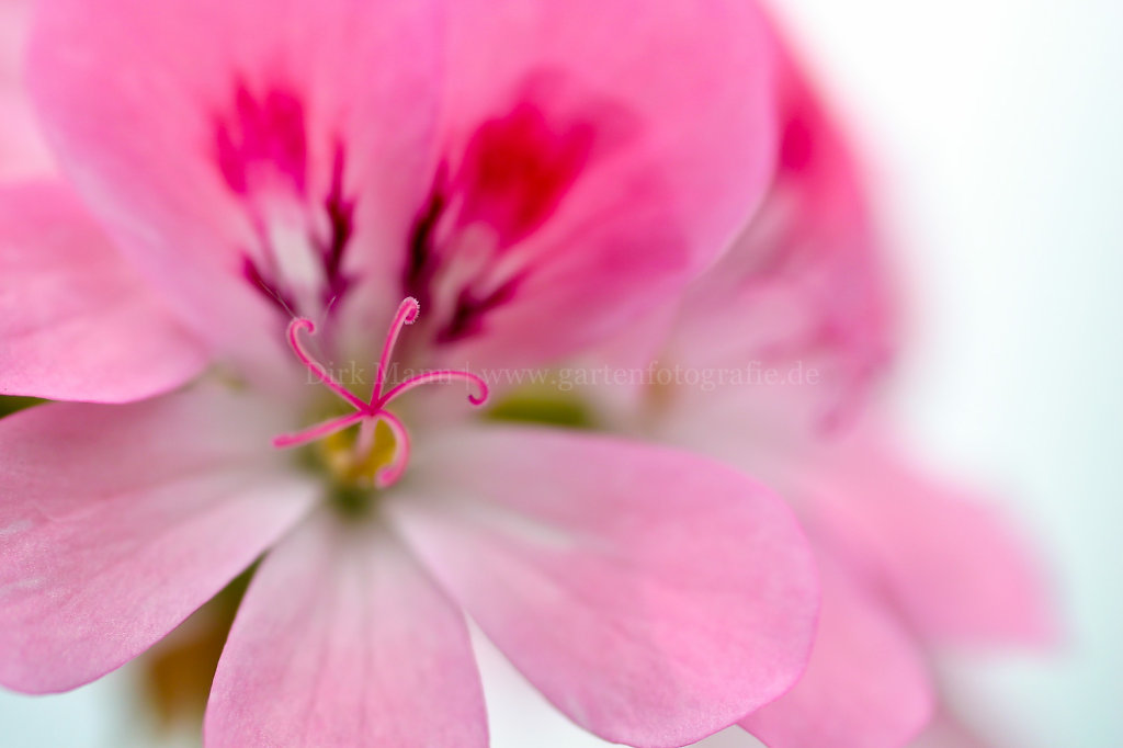 Foto: Nahaufnahme einer Pelargonienblüte
