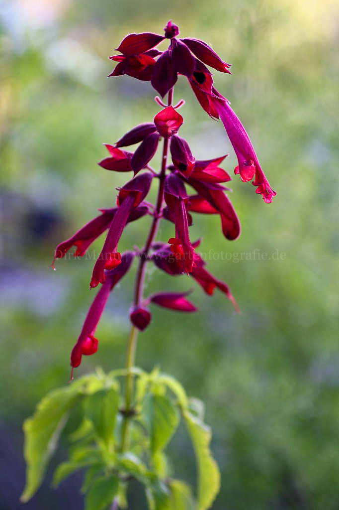 Foto: Salvia fulgens (Kardinal-Salbei)