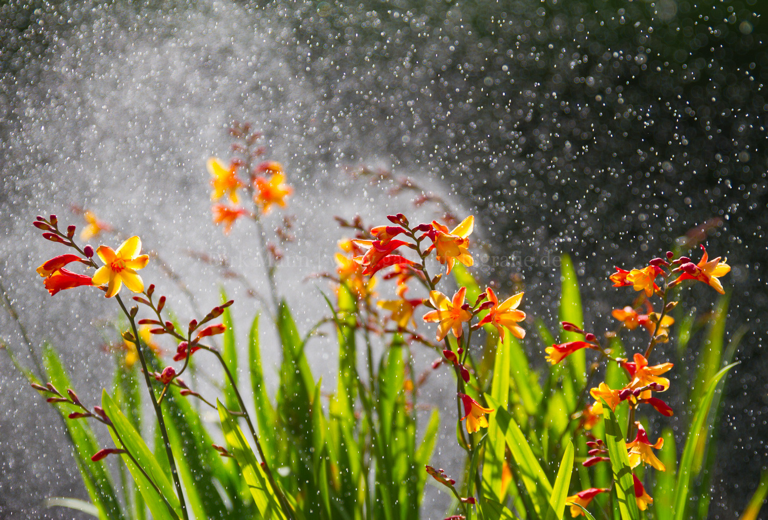 Foto: Montbretien im Wasserwirbel