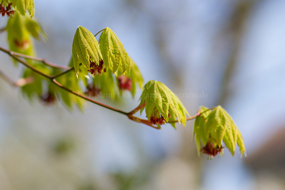 Foto: Japanischer Ahorn (botanisch: Acer japonicum)