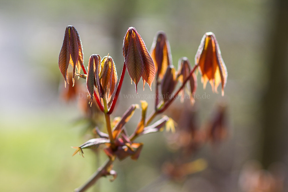 Foto: Strauch-Rosskastanie (botanisch: Aesculus parviflora)