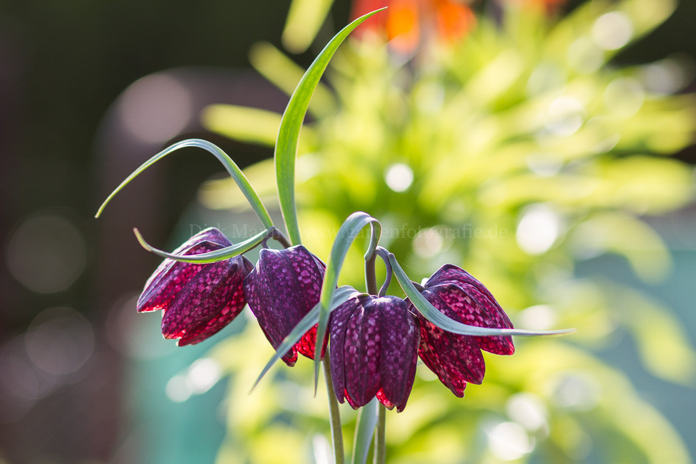 Foto: Schachbrettblume (botanisch: Fritillaria meleagris)
