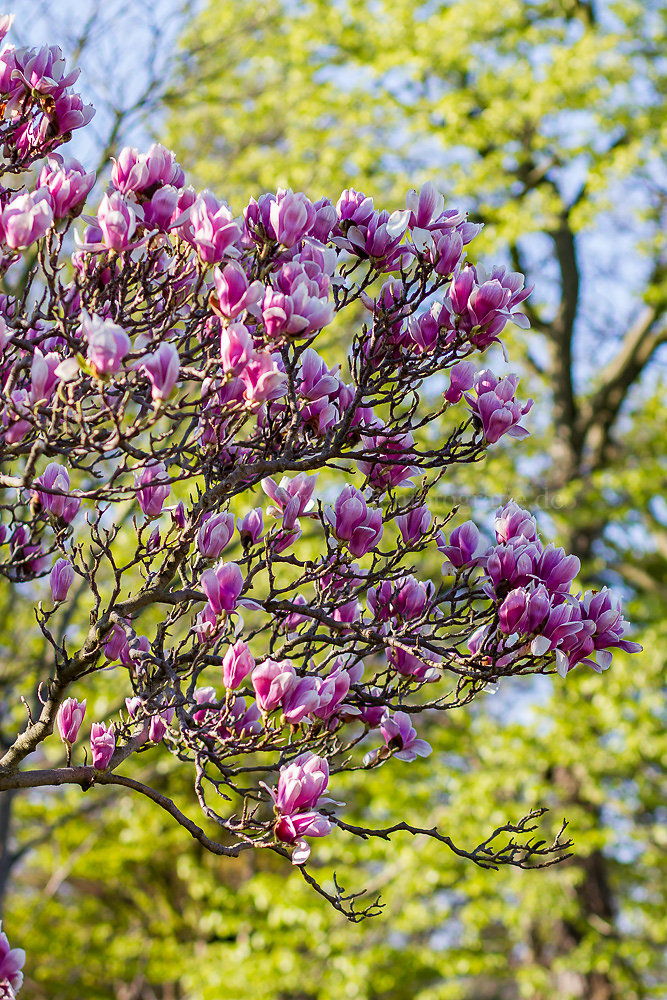 Foto: Tulpen-Magnolie (botanisch: Magnolia x soulangeana)