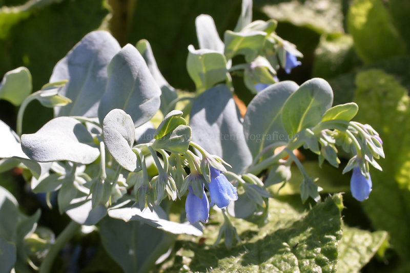 Foto Austernpflanze (botanisch Mertensia maritima) Gartenfotografie