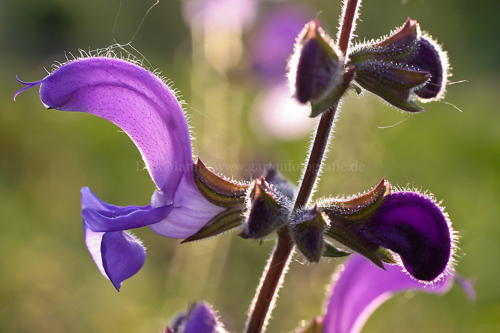 Foto: Wiesen-Salbei (botanisch: Salvia pratensis)