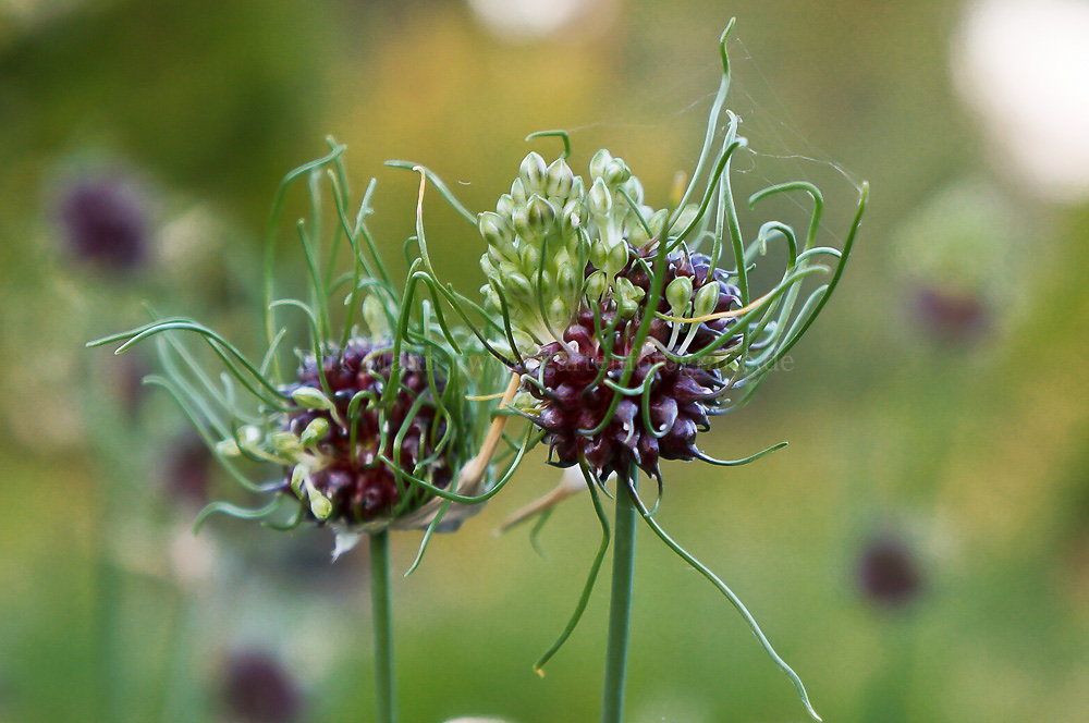 Foto: Weinberglauch (botanisch: Allium vineale 'Hair')
