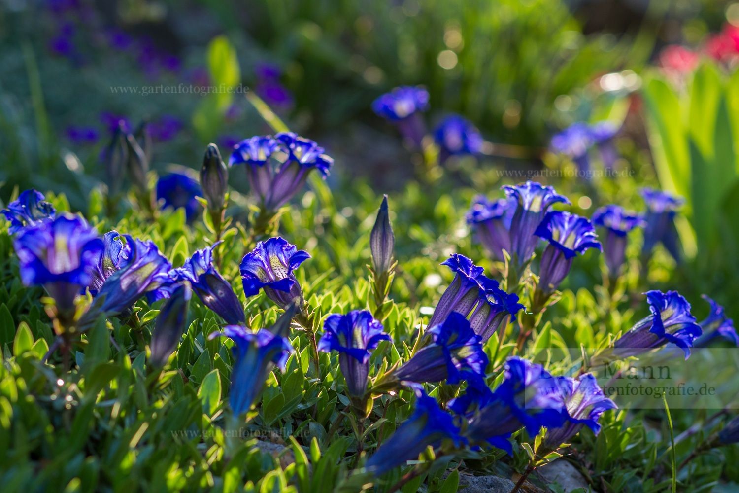 Foto: Stängelloser Enzian (Gentiana acaulis)