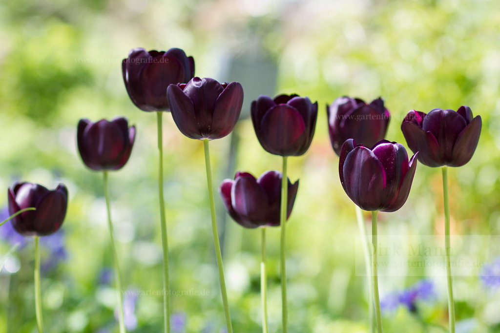 Foto: Tulpe (Tulipa 'Queen of Night')