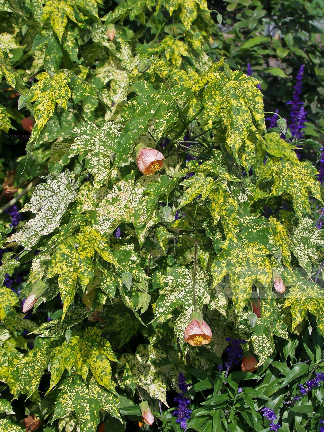 Foto: Schönmalve (Abutilon pictum 'Thompsonii')