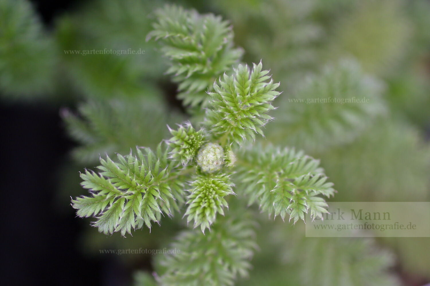 Foto: Farnblättriges Stachelnüsschen (Acaena myriophylla)