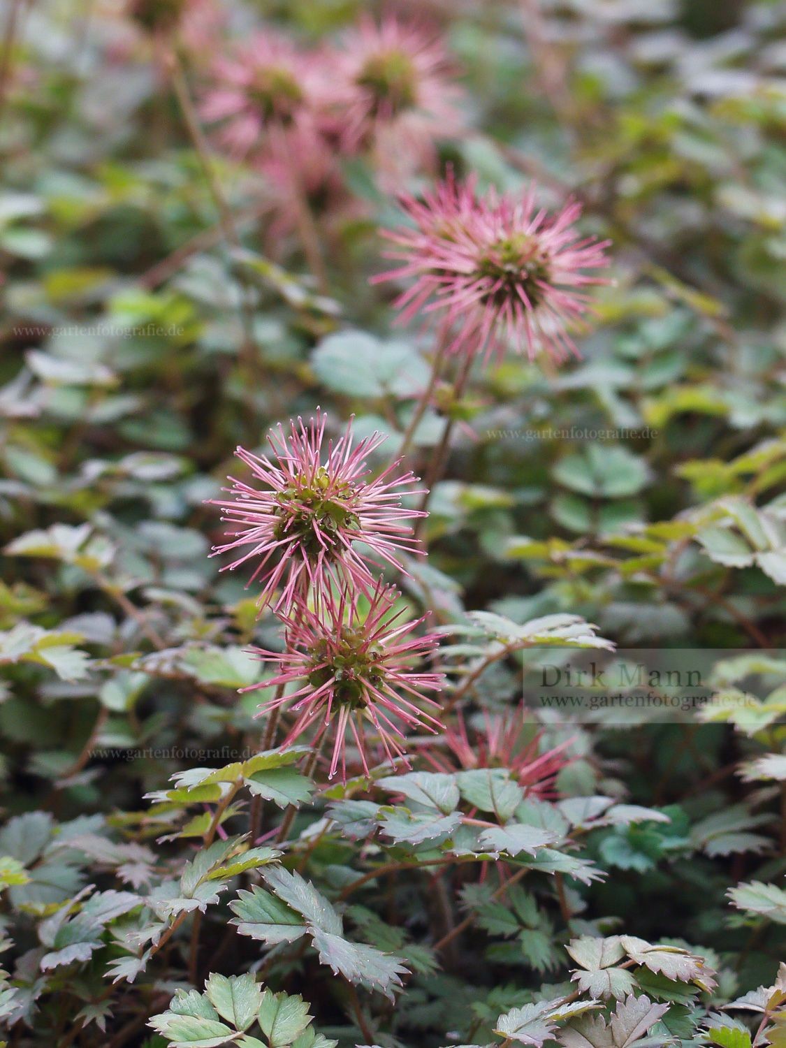 Foto: Fruchtstand des Braunroten Stachelnüßchen (Acaena microphylla)