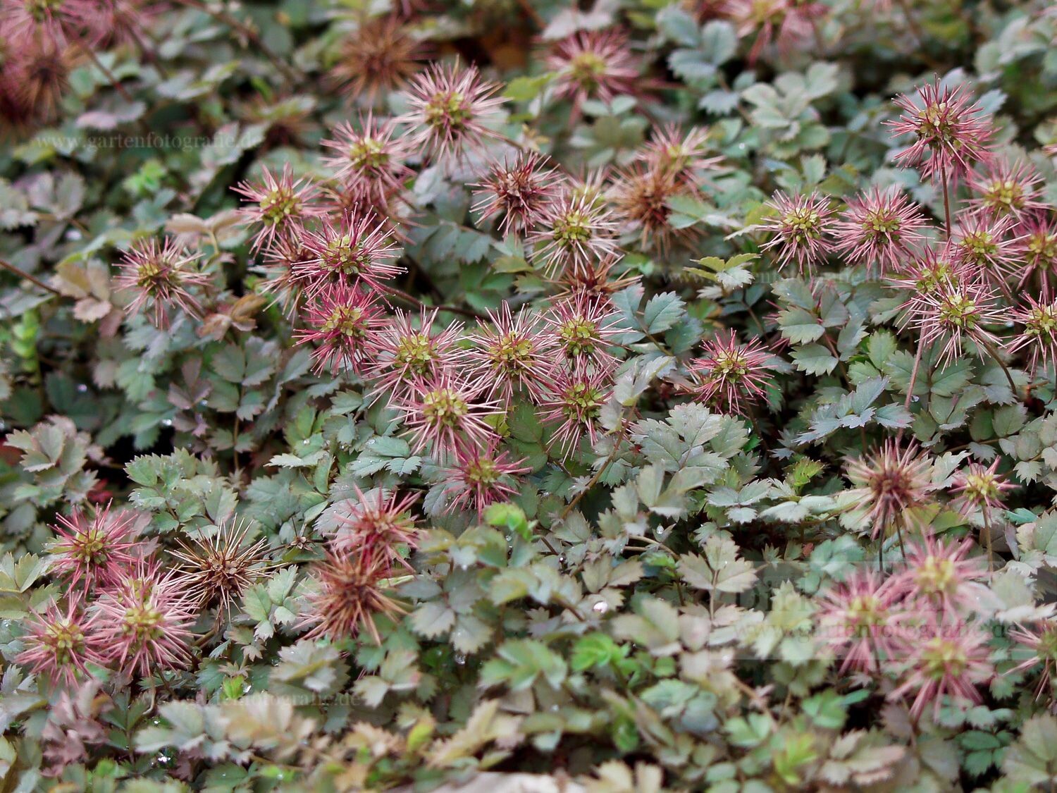 Foto: Braunrotes Stachelnüßchen (Acaena microphylla)