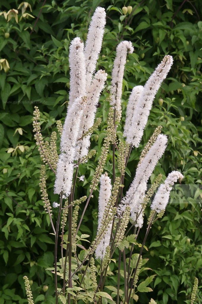 Foto: Silberkerze (Actaea japonica)