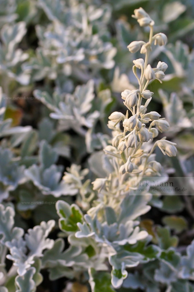 Foto: Strandwermut (Artemisia stelleriana)