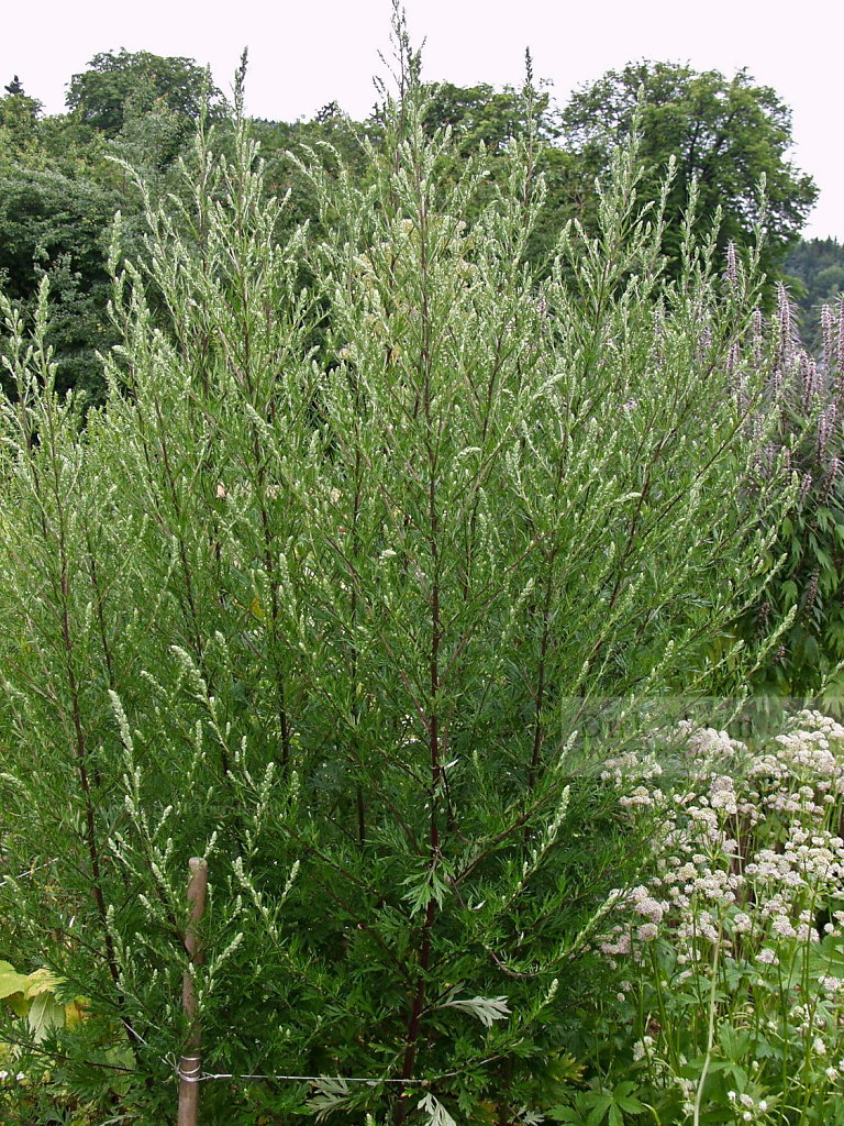 Foto: Beifuß (Artemisia vulgaris)