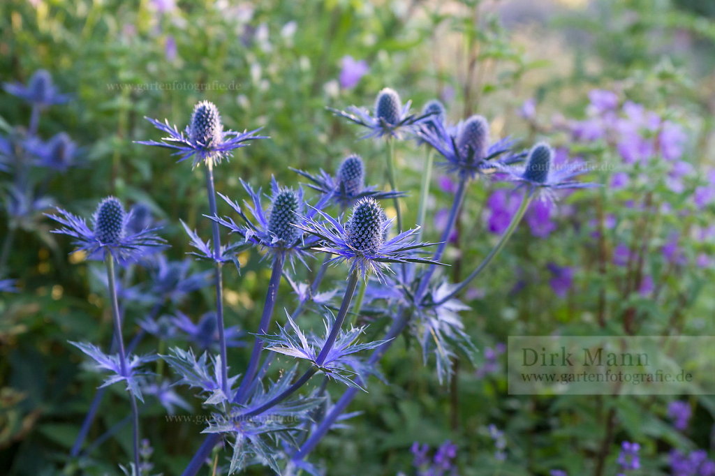 Foto: Zabel's-Edeldistel (Eryngium x zabelii 'Big Blue')