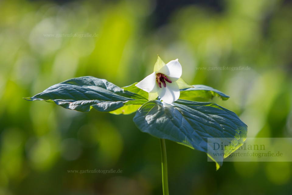Trillium rugelii Waldlilie