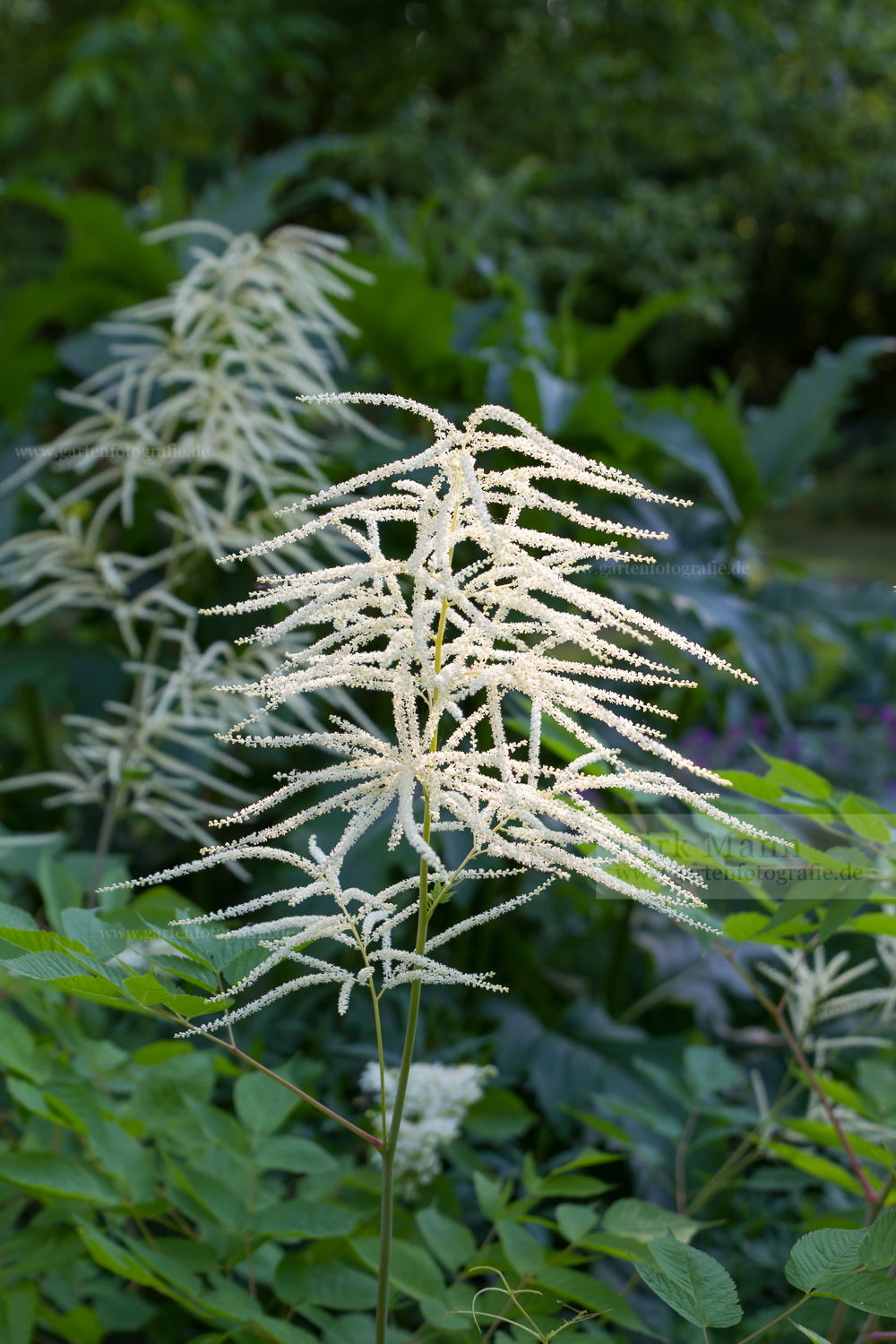Foto: Wald-Geißbart (Aruncus dioicus)
